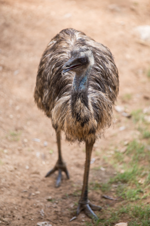 Ostrich is standing in a zoo in Asia.の写真素材