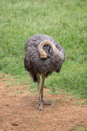 Ostrich is standing in a zoo in Asia.の写真素材