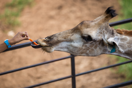 The giraffes wait to eat in the zoo happily.の写真素材