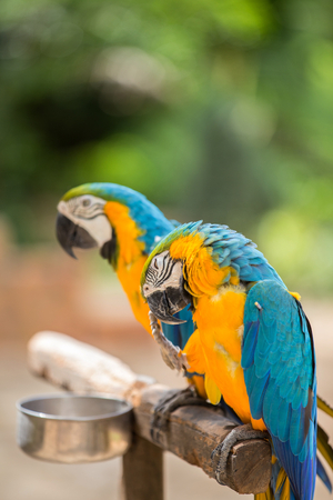 Blue and Yellow Macaw, a couple of macaw  in the zooの写真素材