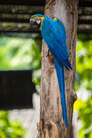 Blue and Yellow Macaw, a couple of macaw  in the zooの写真素材
