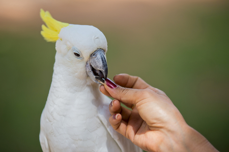 Cockatoo eating foodの写真素材