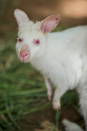 Albino Bennett's Wallaby stand in the gardenの写真素材