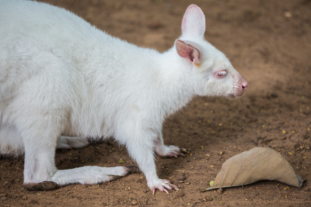 Albino Bennett's Wallaby stand in the gardenの写真素材