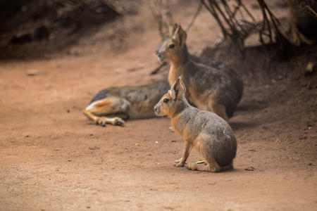 Patagonian mara - (Dolichotis patagonum)の写真素材