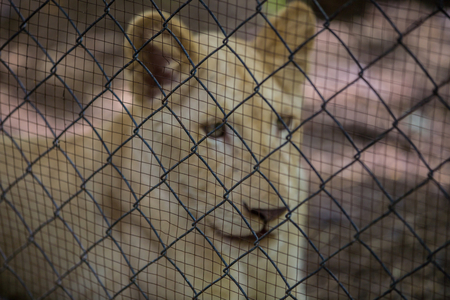 Lion in the cage