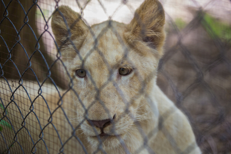 Lion in the cageの写真素材