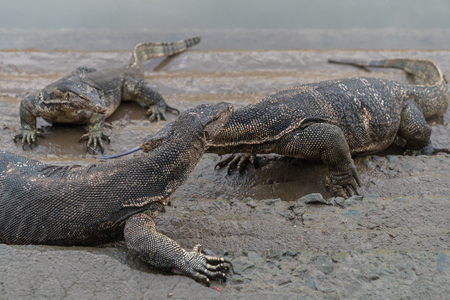 Varanus salvator, commonly known as Asian Water Monitor sitting on concrete backgroundの写真素材