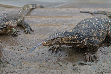 Varanus salvator, commonly known as Asian Water Monitor sitting on concrete backgroundの写真素材