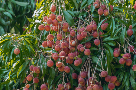 Lichees hanging on the tree in the gardenの写真素材