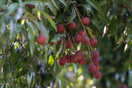 Lichees hanging on the tree in the gardenの写真素材