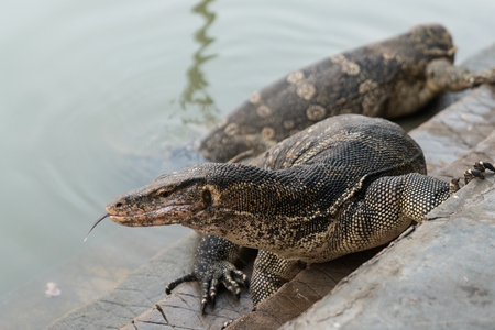 Varanus salvator, commonly known as Asian Water Monitor sitting on concrete backgroundの写真素材