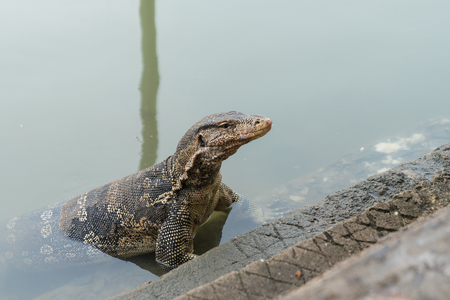 Varanus salvator, commonly known as Asian Water Monitor sitting on concrete backgroundの写真素材