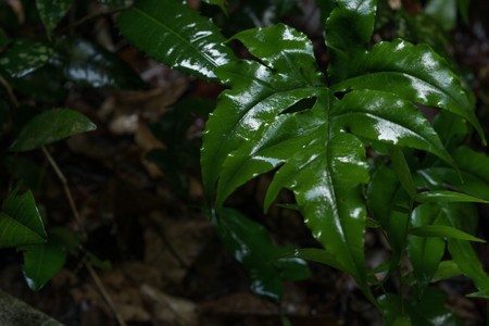 Rainfall on green foliage in the forestの写真素材