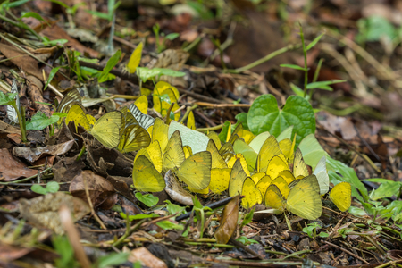 Group butterfly sucking minerals on ground.の写真素材