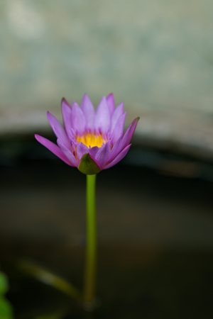Lotus flower in the basinの写真素材
