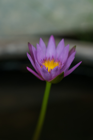 Lotus flower in the basinの写真素材