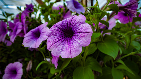 Purple Hibiscusの写真素材