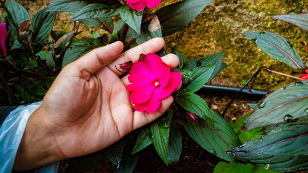 A pink flower held by someone.の写真素材