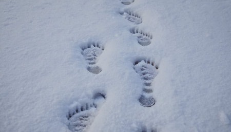 Detailed close-up of human footprints clearly imprinted in a blanket of soft, white snow, showing the texture of the snow.の素材