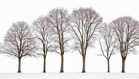 Five bare deciduous trees with dense branching are arranged in a horizontal line on a snowy surface against a bright white background.の素材