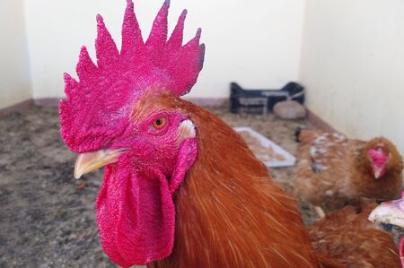close-up on a brown chicken head