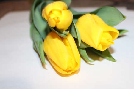 tulips, spring flowers. Mix of tulip flowers near the windowの写真素材