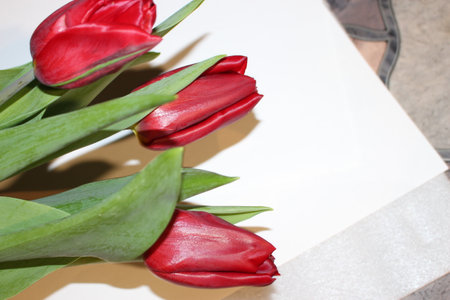 tulips, spring flowers. Mix of tulip flowers near the windowの写真素材