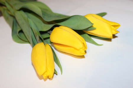 tulips, spring flowers. Mix of tulip flowers near the windowの写真素材