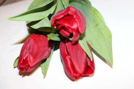 tulips, spring flowers. Mix of tulip flowers near the windowの写真素材