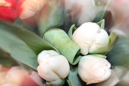 tulips, spring flowers. Mix of tulip flowers near the windowの写真素材