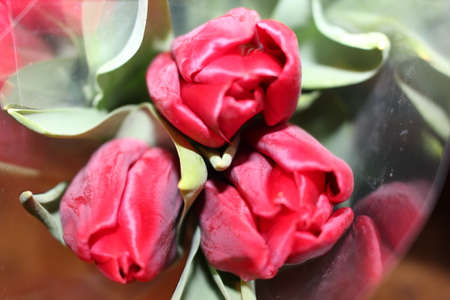 tulips, spring flowers. Mix of tulip flowers near the windowの写真素材