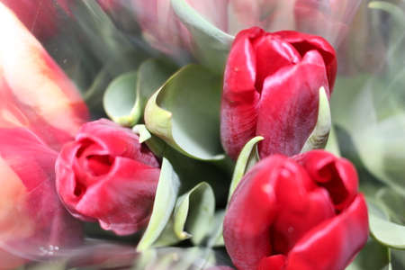 tulips, spring flowers. Mix of tulip flowers near the windowの写真素材