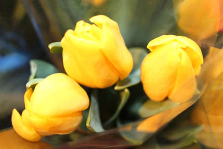 tulips, spring flowers. Mix of tulip flowers near the windowの写真素材