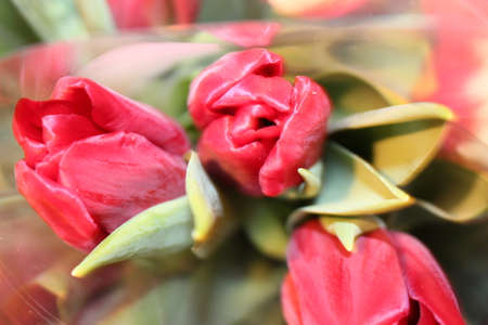tulips, spring flowers. Mix of tulip flowers near the windowの写真素材