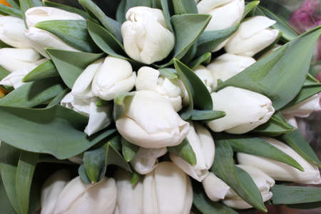 tulips, spring flowers. Mix of tulip flowers near the windowの写真素材