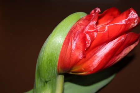 tulips, spring flowers. Mix of tulip flowers near the windowの写真素材