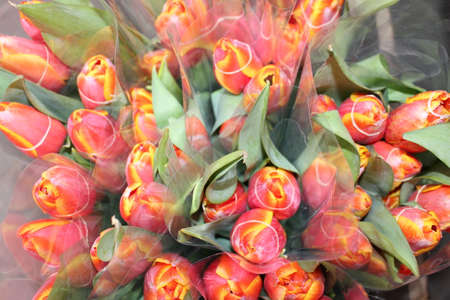 tulips, spring flowers. Mix of tulip flowers near the windowの写真素材