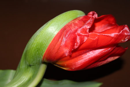 tulips, spring flowers. Mix of tulip flowers near the windowの写真素材