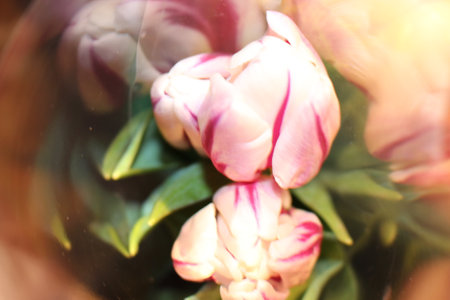 tulips, spring flowers. Mix of tulip flowers near the windowの写真素材