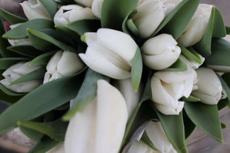 tulips, spring flowers. Mix of tulip flowers near the windowの写真素材
