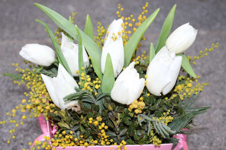 tulips, spring flowers. Mix of tulip flowers near the windowの写真素材