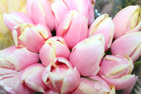 tulips, spring flowers. Mix of tulip flowers near the windowの写真素材