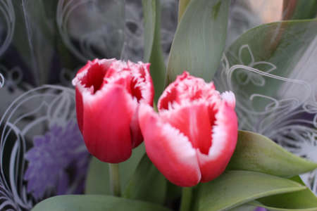 tulips, spring flowers. Mix of tulip flowers near the windowの写真素材
