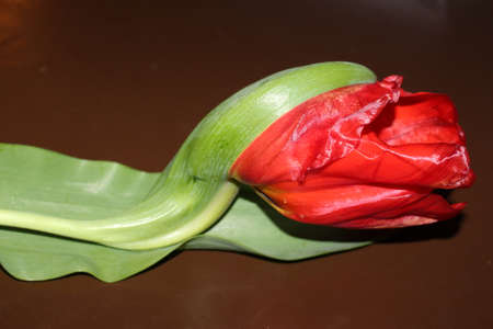 tulips, spring flowers. Mix of tulip flowers near the windowの写真素材