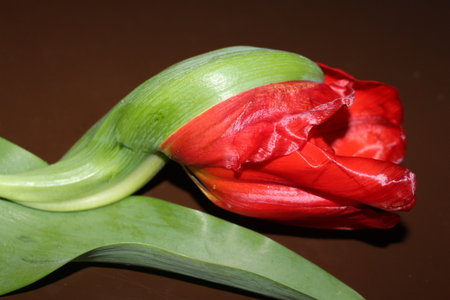 tulips, spring flowers. Mix of tulip flowers near the windowの写真素材