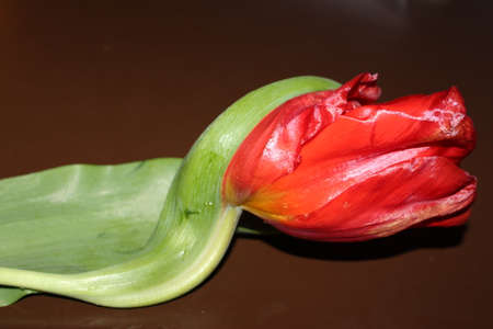 tulips, spring flowers. Mix of tulip flowers near the windowの写真素材