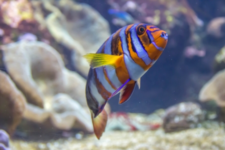 aquarium rochelleの写真素材