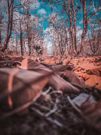 natural pictureの写真素材