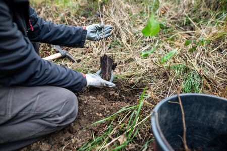 Safe the planet, man planting a tree in the ruined forest, help the planet, ecology concept